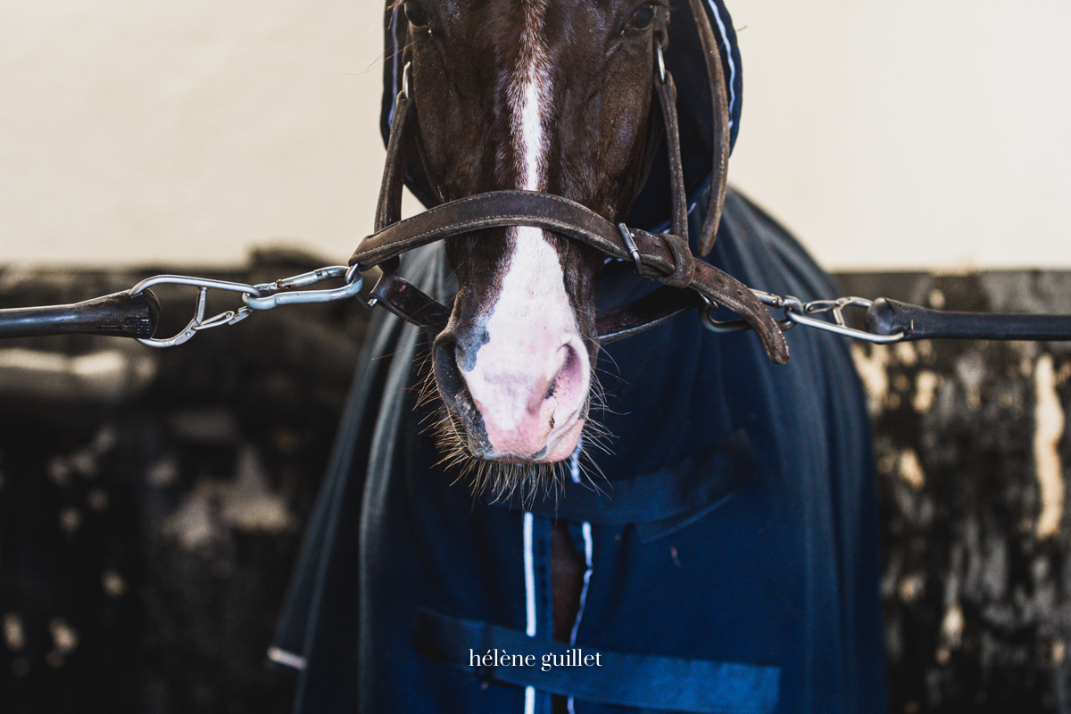 Photo cheval tenu en longe Destrier Hélène Guillet Photographe