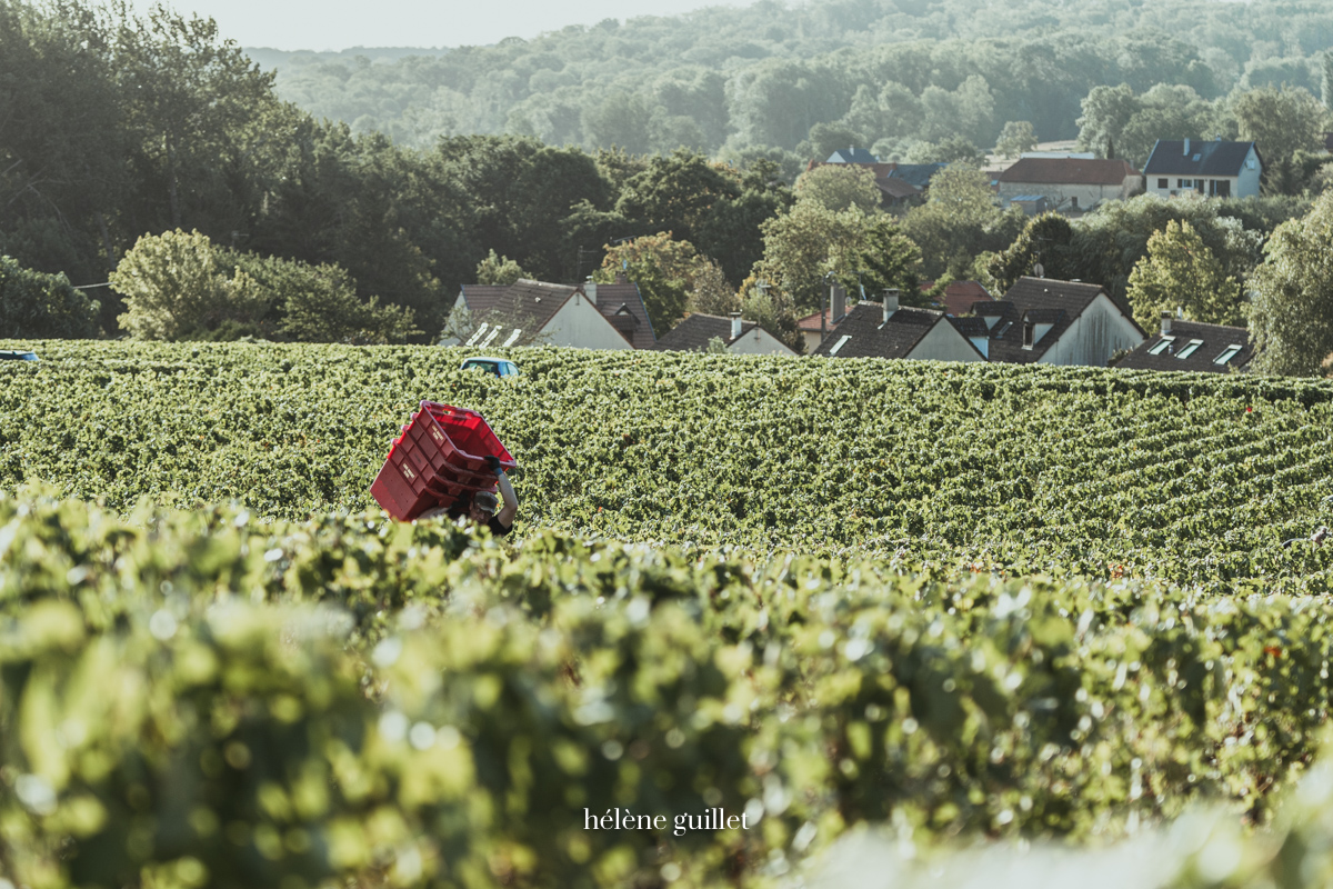 Vignoble champenois Louis Brochet