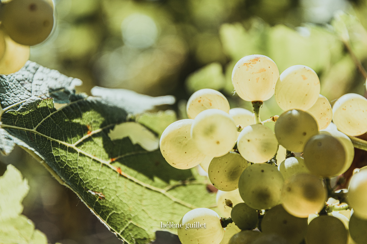 Grappe Chardonnay Champagne Louis Brochet