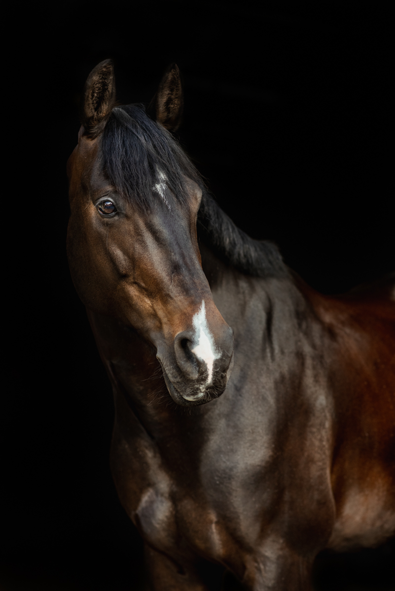 Seance-photo-equestre-Helene-Guillet-Photographe-121 Dégustation de Champagne & Yoga - Champagne Louis Brochet par Hélène Guillet Photographe