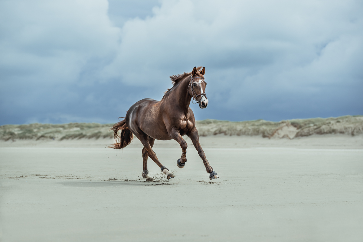 Shooting-photo-equestre-plage-Helene-Guillet-Photographe-16 photo couple mariage reims