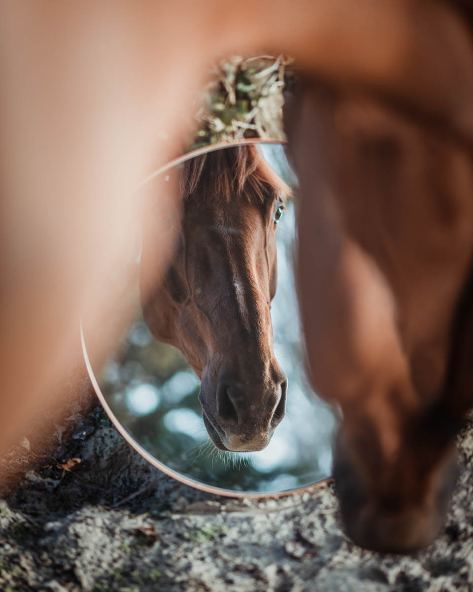 photographie-equine-helene-guillet Shooting photo naissance