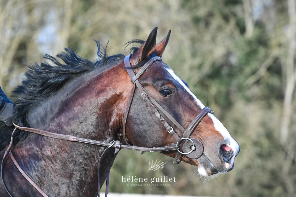 helene-guillet-photographe-mars-23 Shooting à cheval