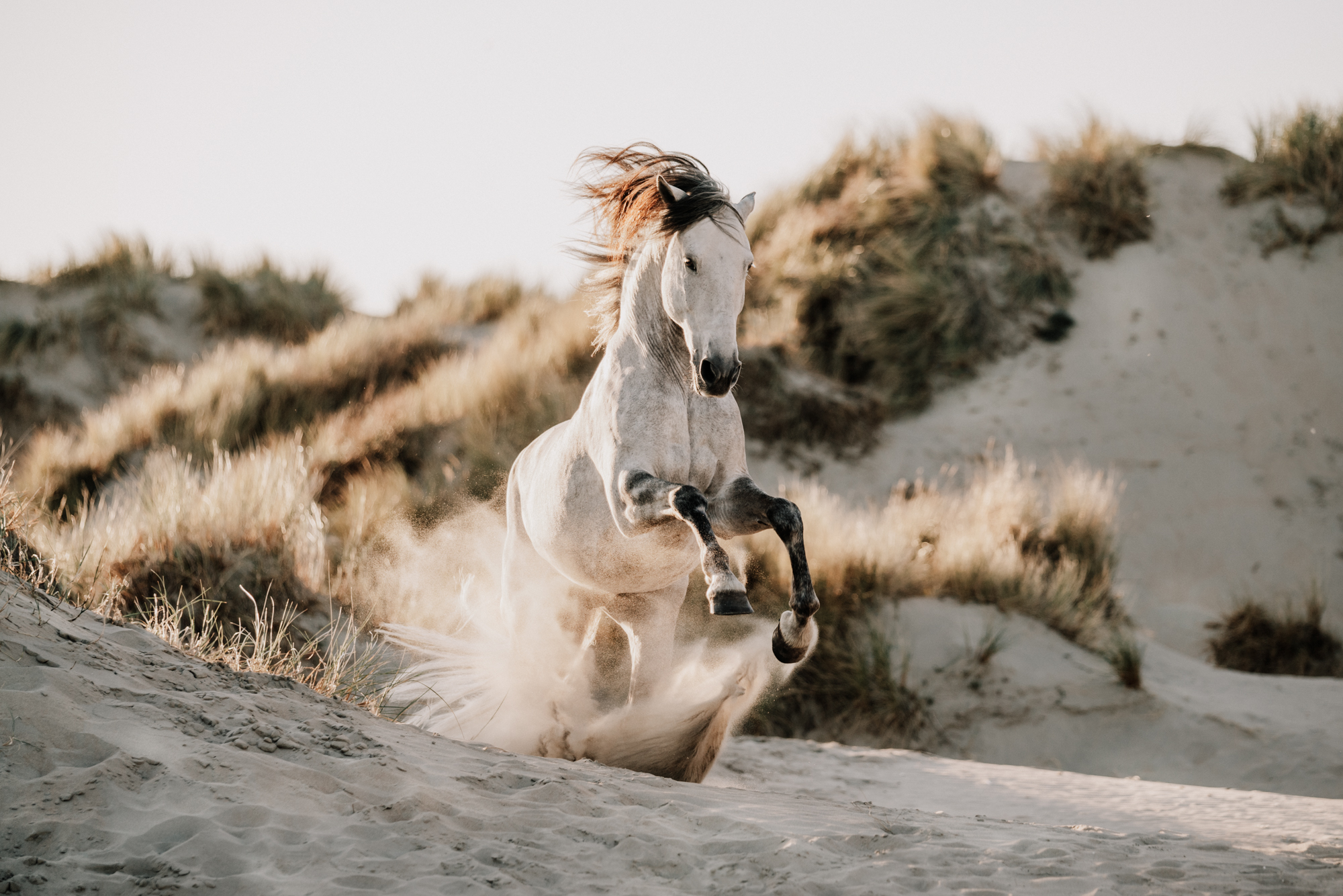 Cheval sur la plage