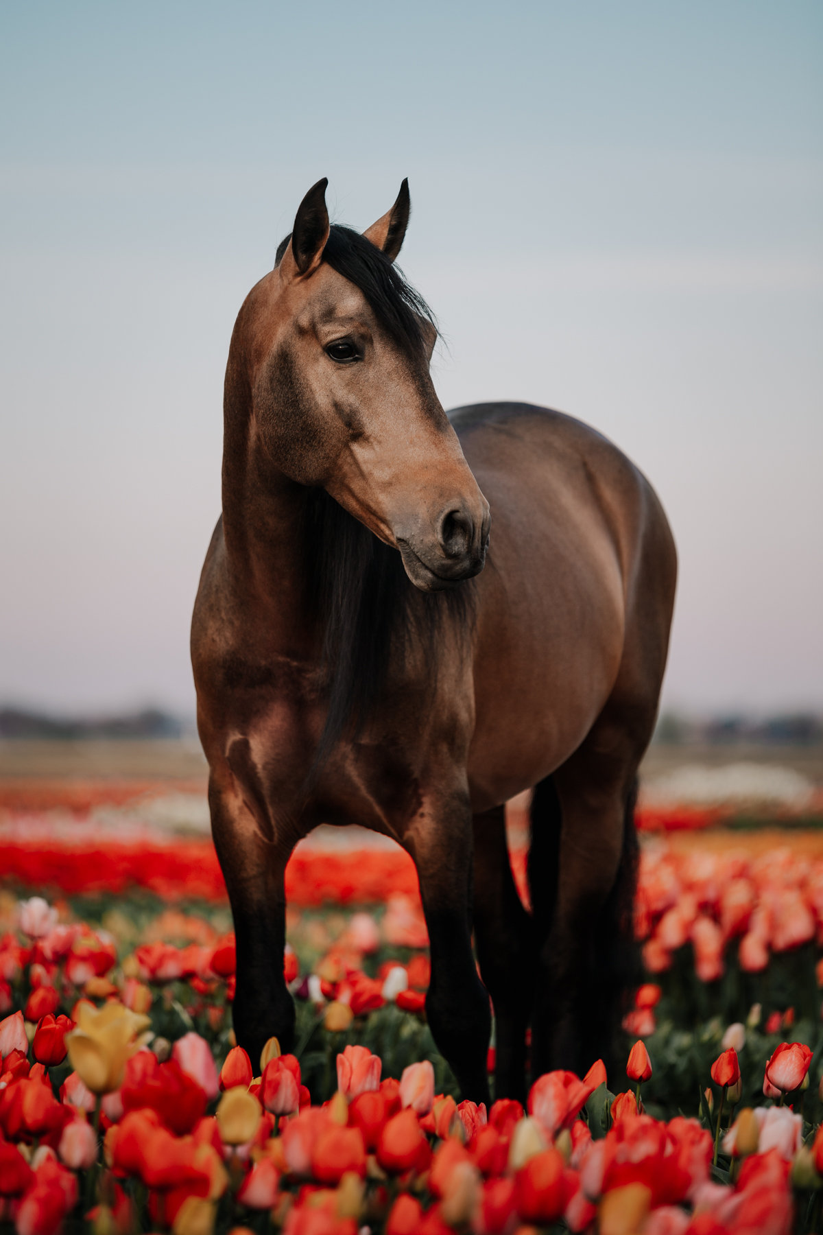 Séance photo grossesse à Charly sur Marne
