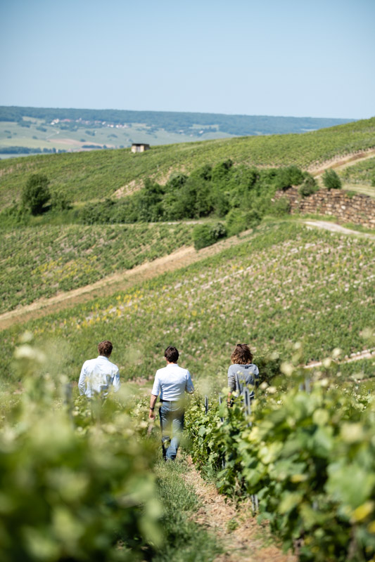 Jeunes pousses de vignes © Hélène Guillet